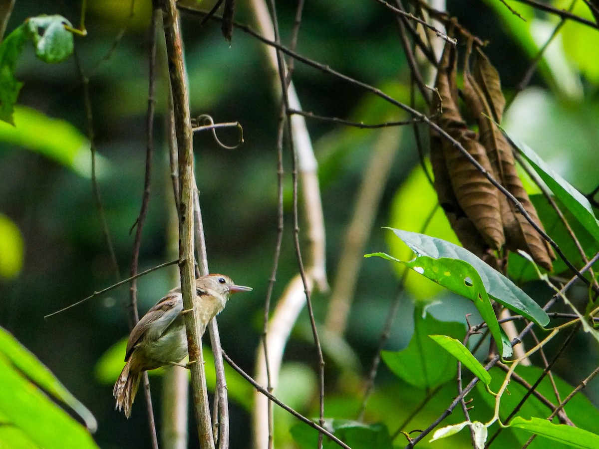 Rufous-fronted Babbler - ML622948650