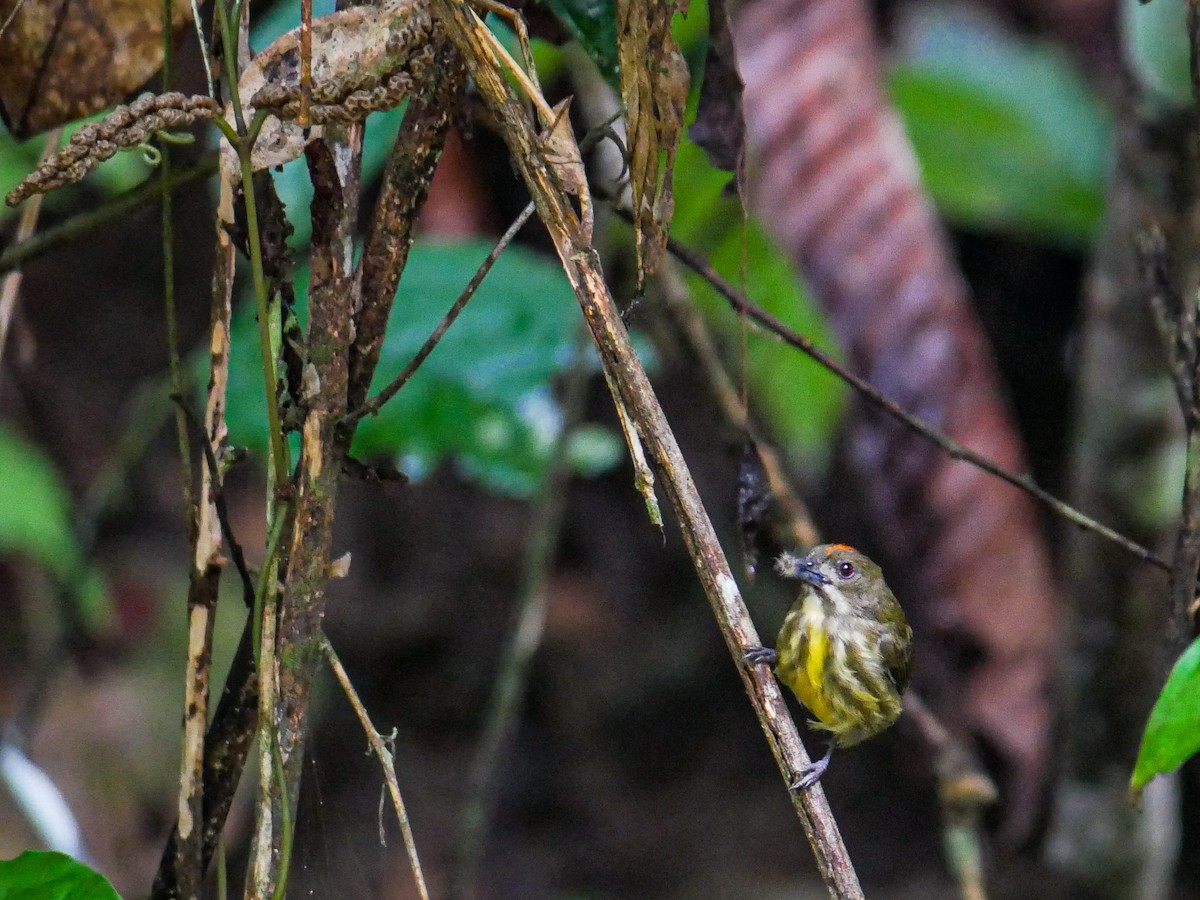 Yellow-breasted Flowerpecker - ML622948665