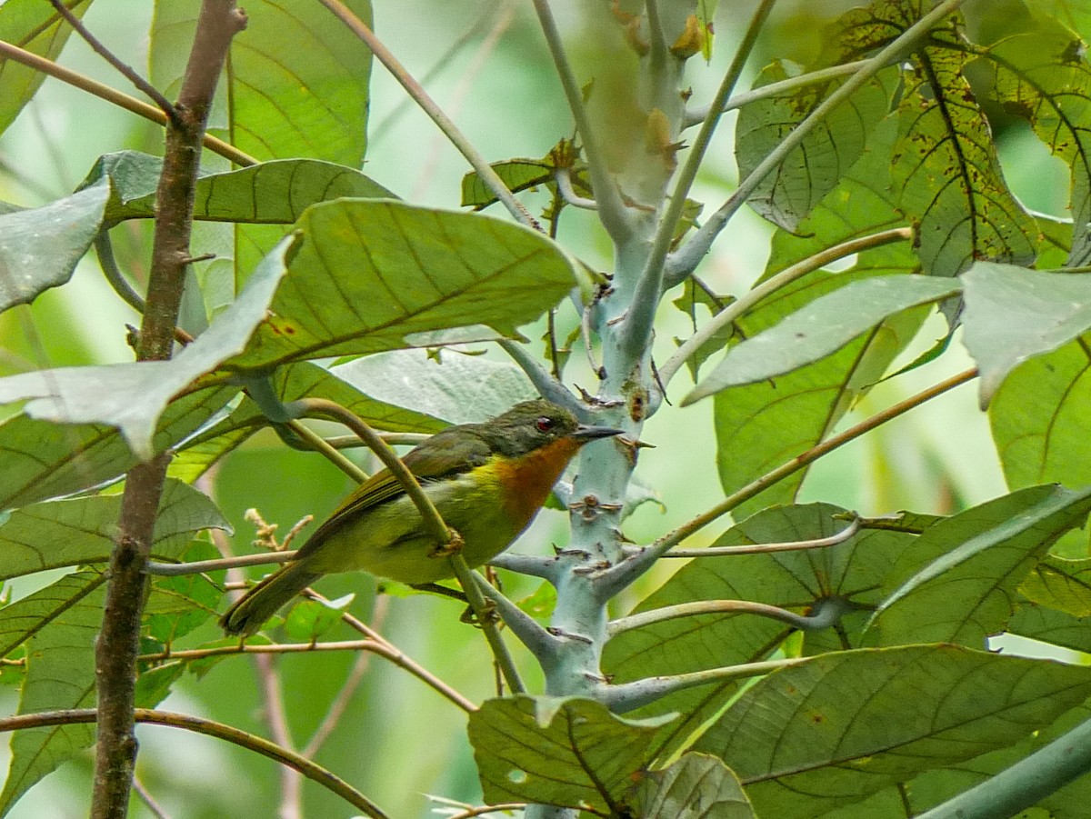 Ruby-cheeked Sunbird - ML622948671