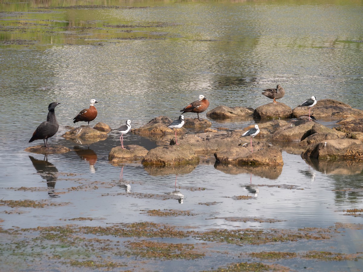 Paradise Shelduck - ML622948698