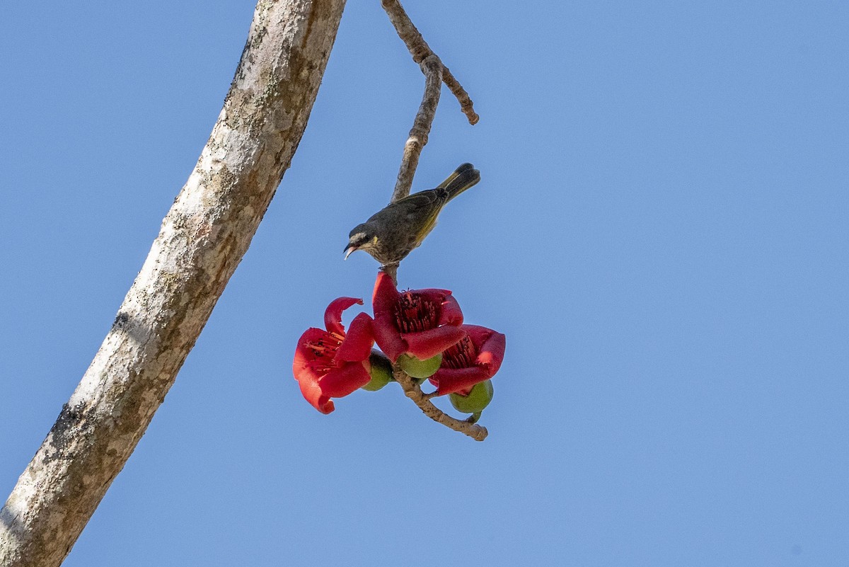 Streak-breasted Honeyeater - ML622948731