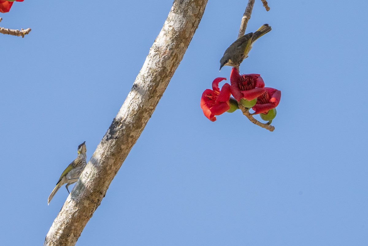 Streak-breasted Honeyeater - ML622948732