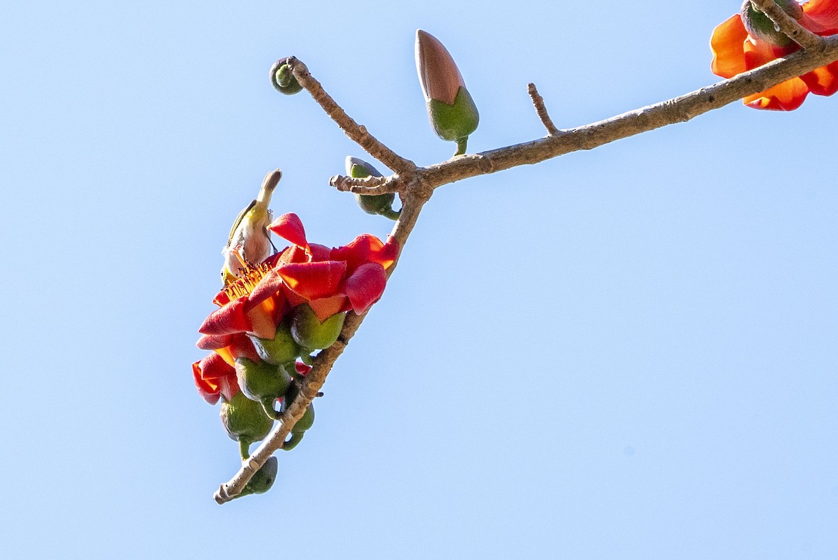 Ashy-bellied White-eye - ML622948744