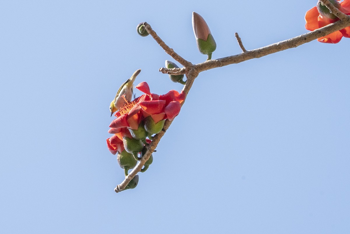 Ashy-bellied White-eye - ML622948745