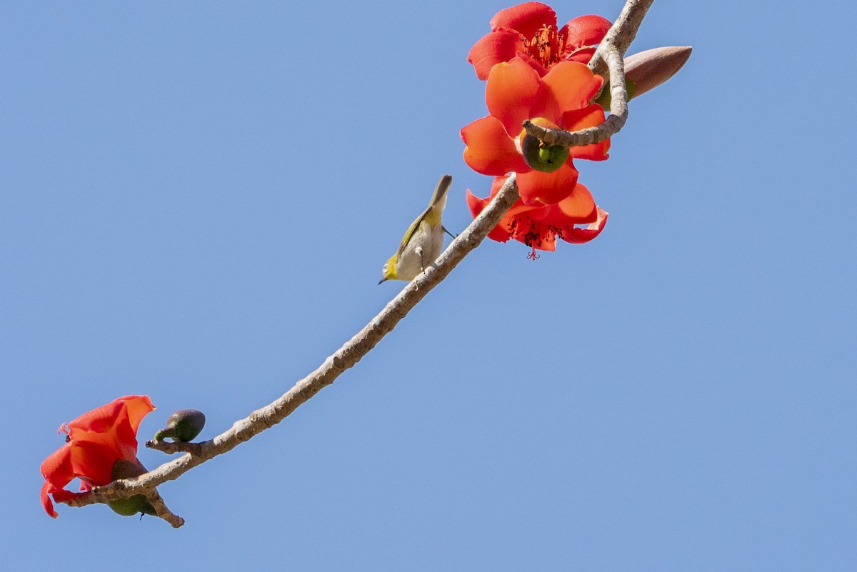 Ashy-bellied White-eye - ML622948746