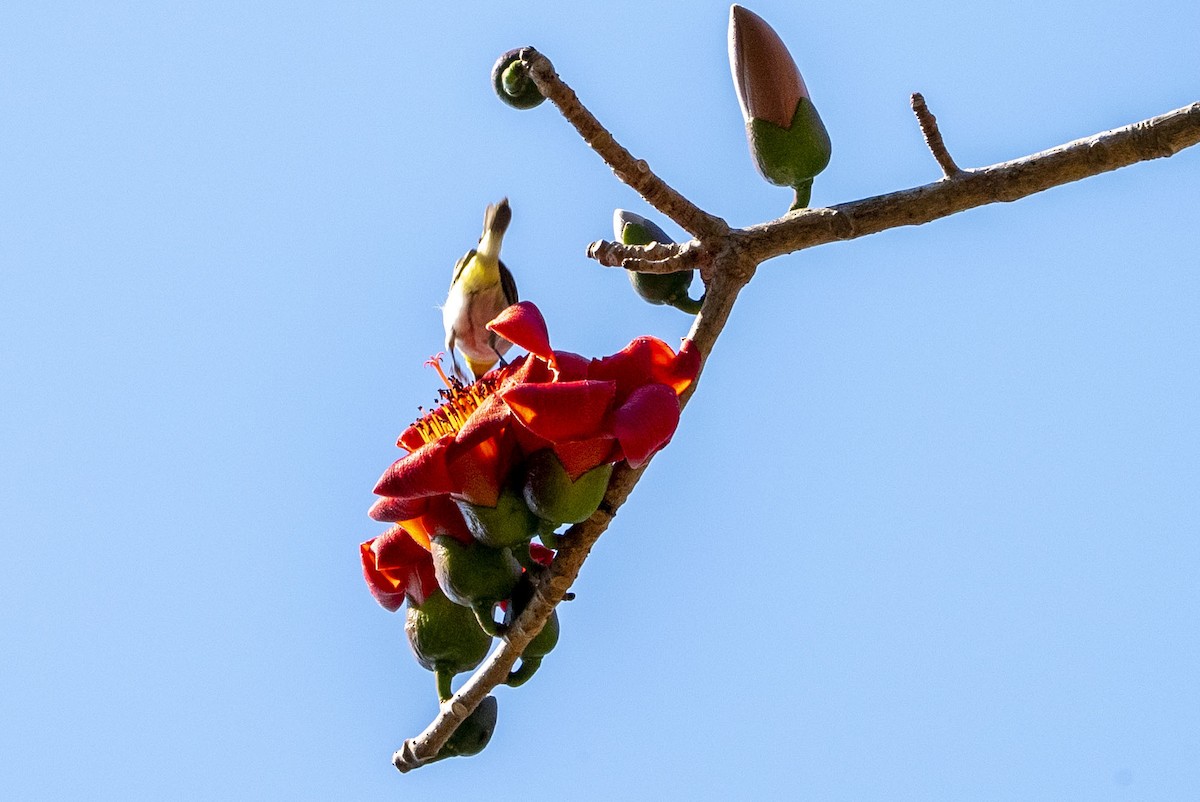 Ashy-bellied White-eye - ML622948747