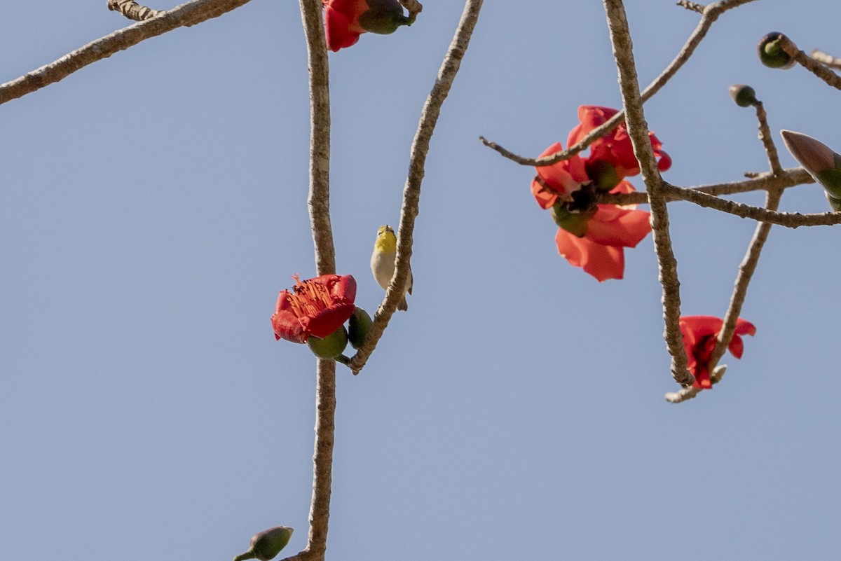 Ashy-bellied White-eye - ML622948748