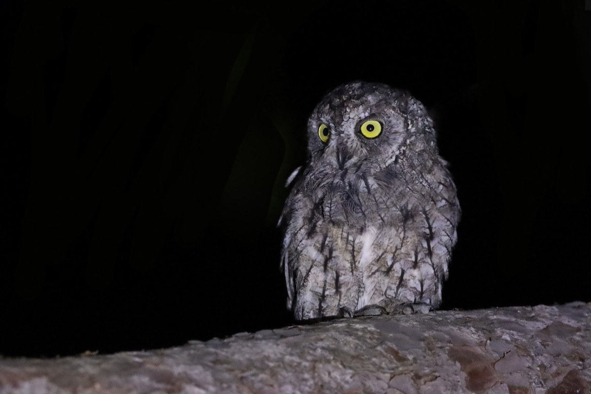 Cyprus Scops-Owl - Enej Vrezec