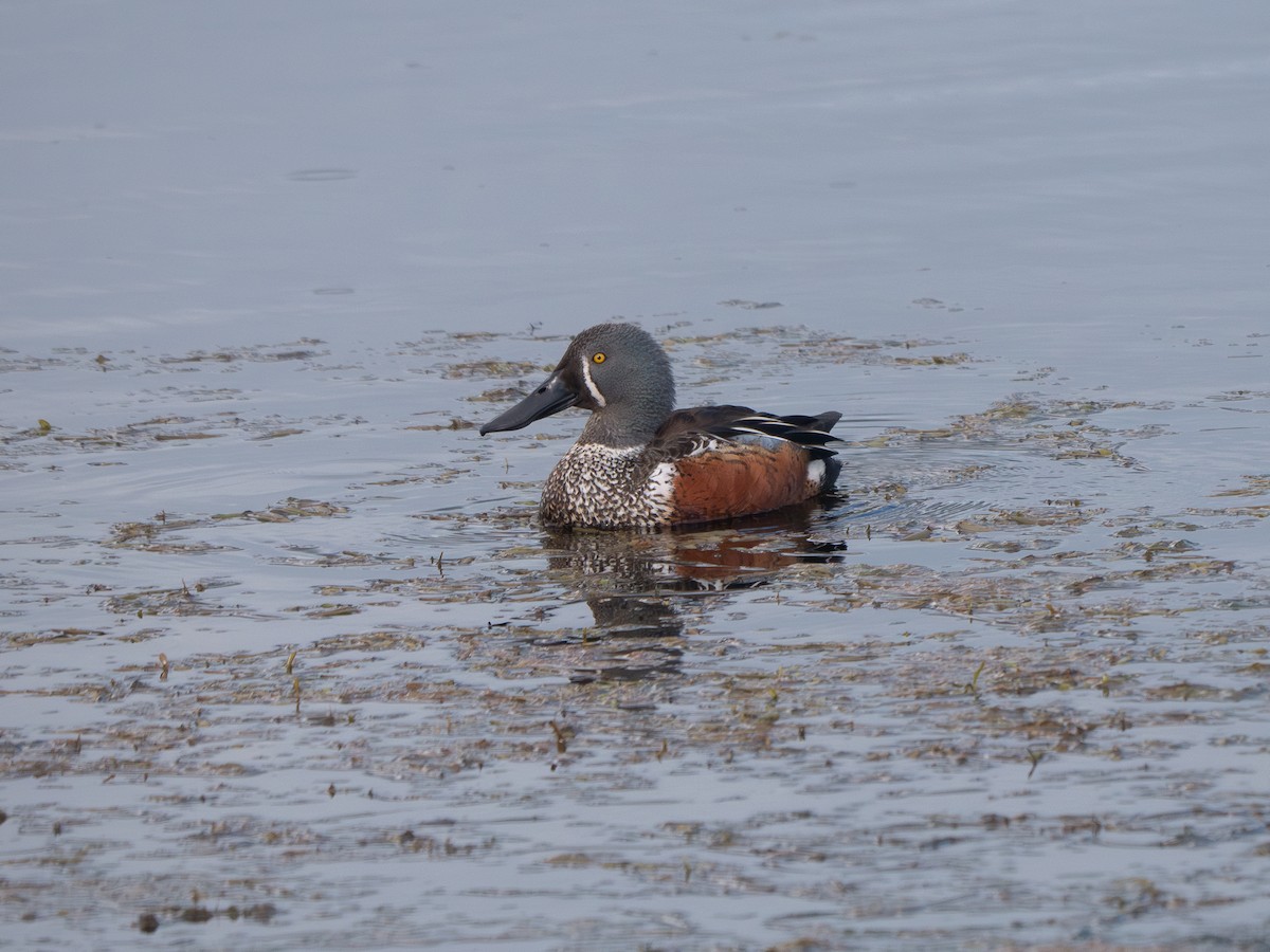 Australasian Shoveler - ML622948814