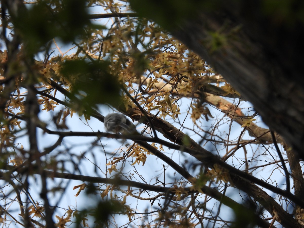 White Wagtail - ML622948859