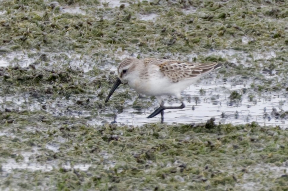 Bergstrandläufer - ML622948867