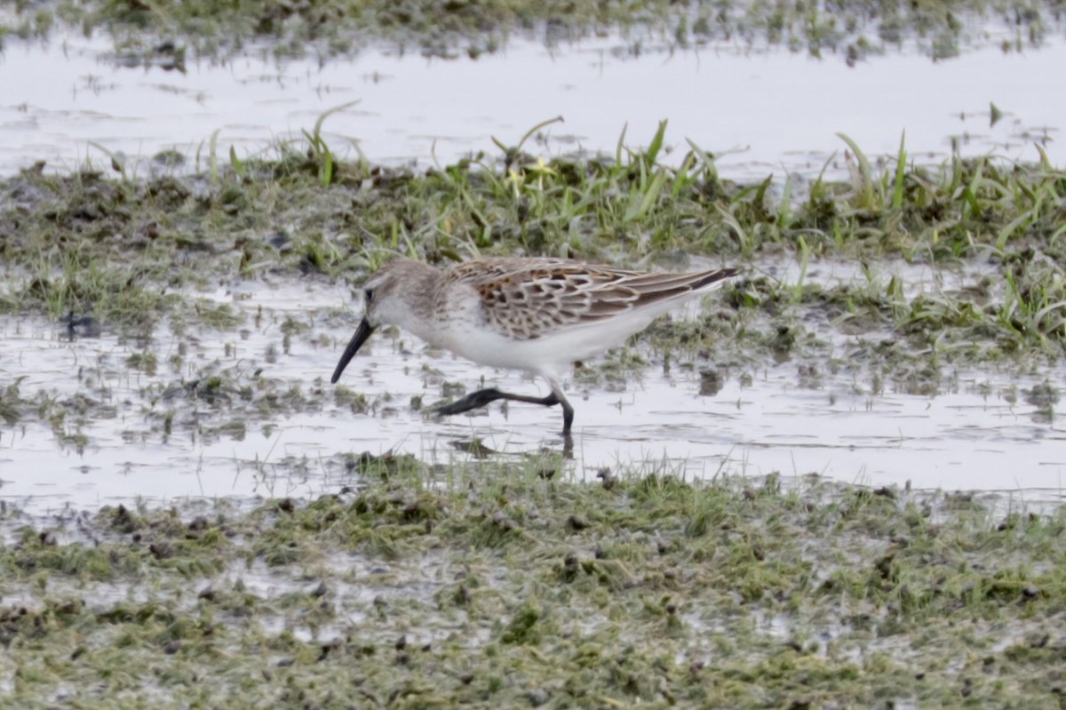 Bergstrandläufer - ML622948868