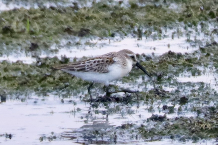 Western Sandpiper - ML622948869