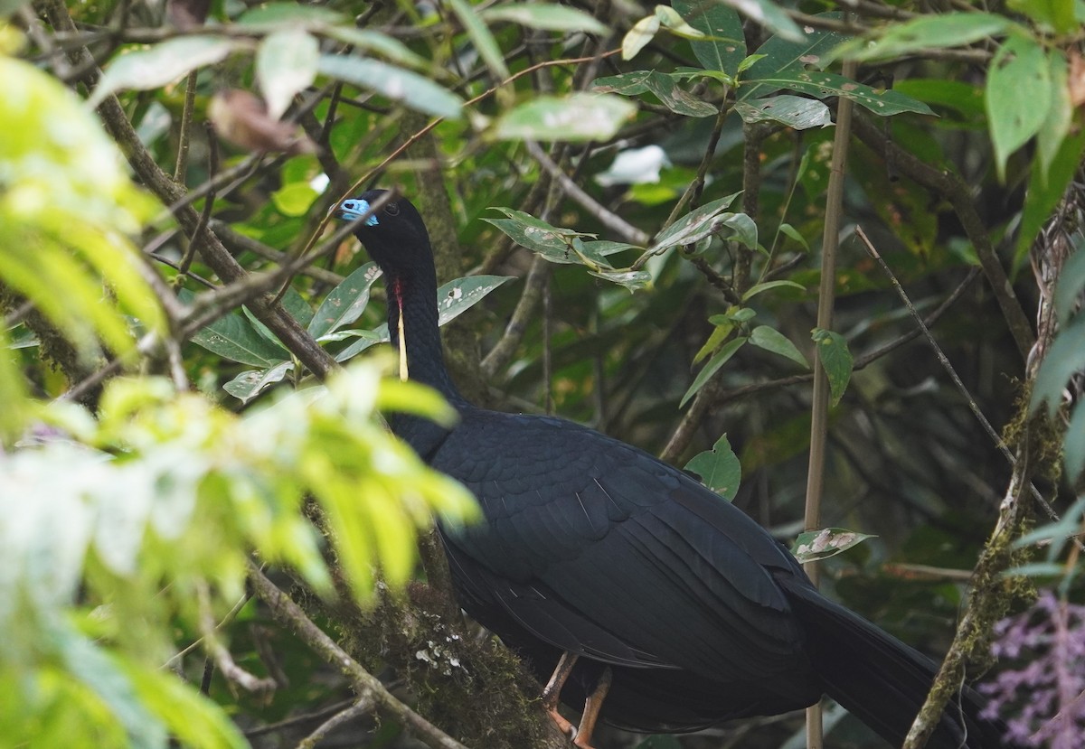 Wattled Guan - ML622948937