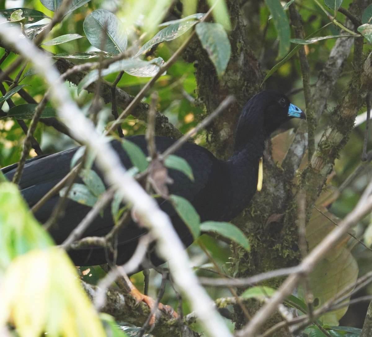 Wattled Guan - ML622948938