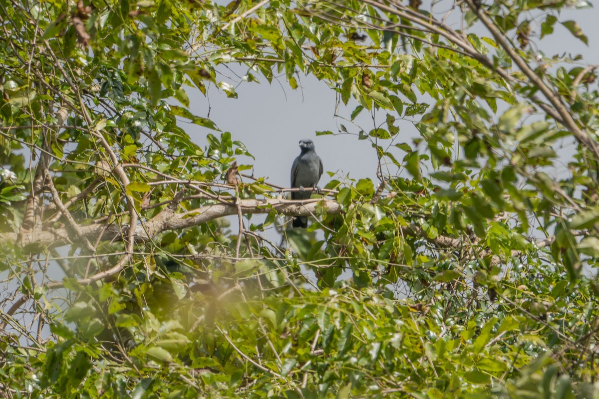 Wallacean Cuckooshrike - ML622948990