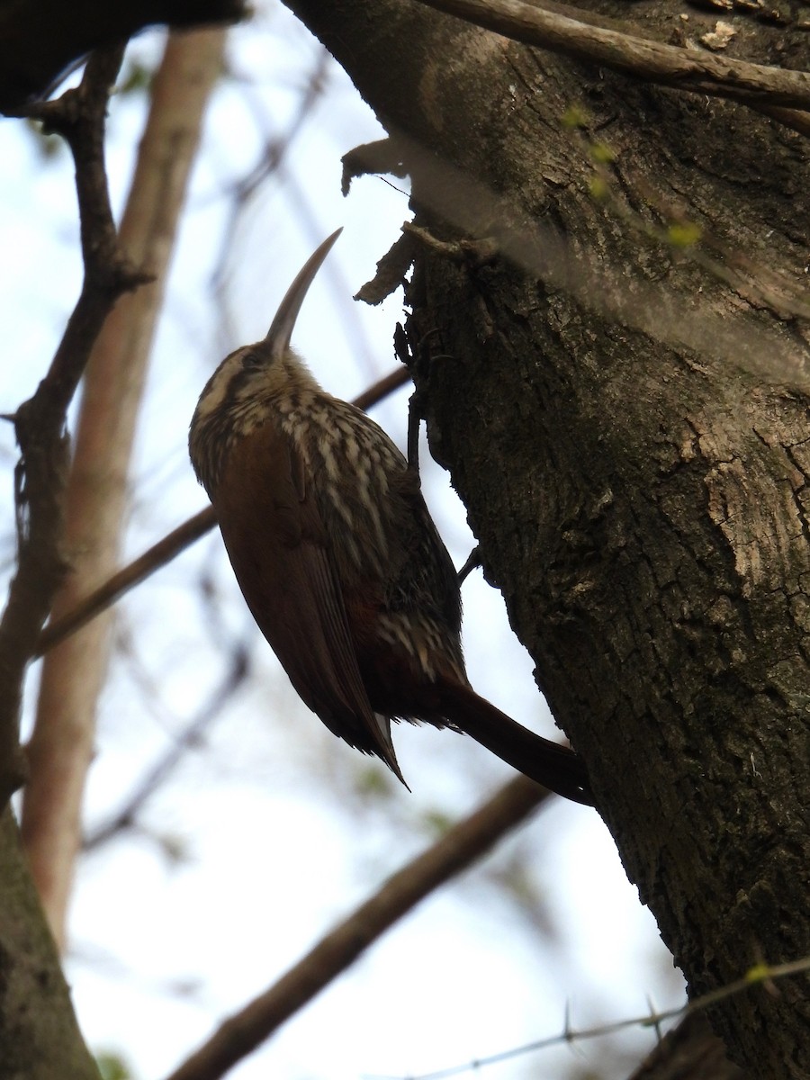 Narrow-billed Woodcreeper - ML622949031