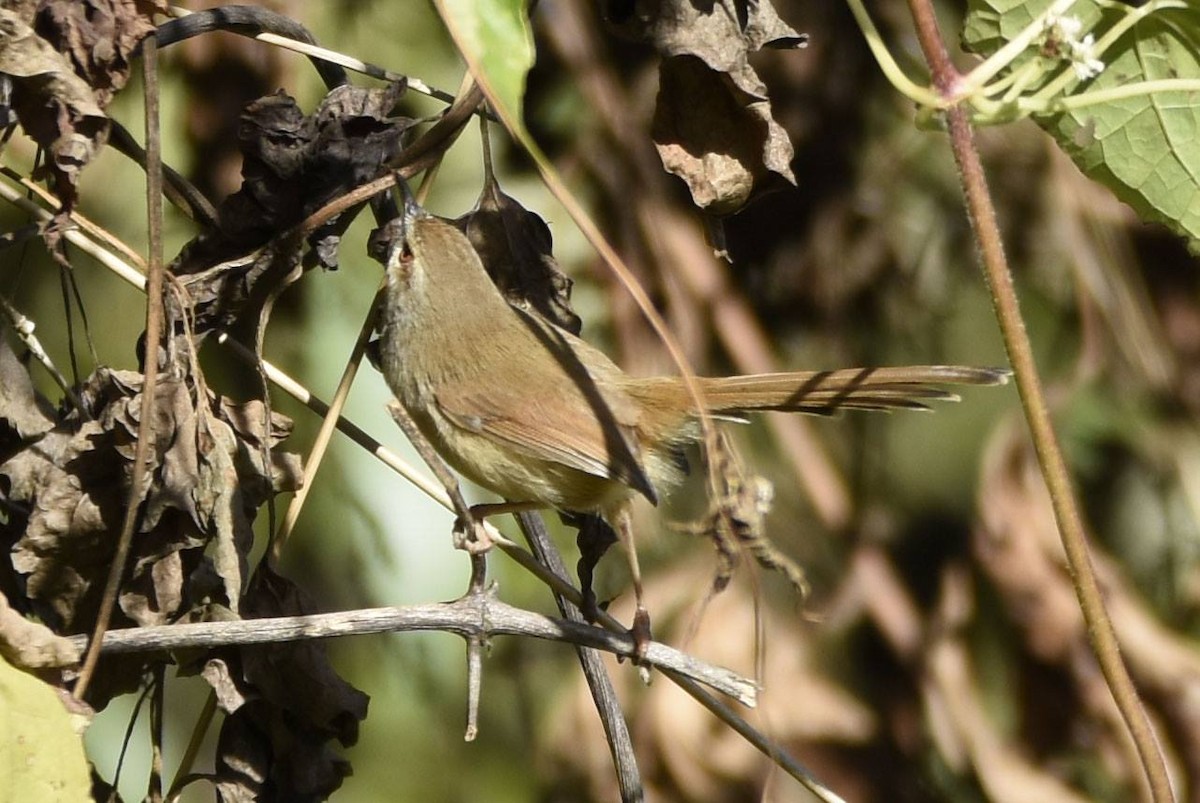 Rufescent Prinia - Sandeep Biswas