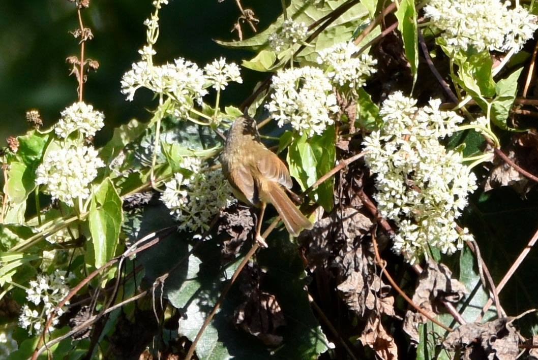 Rufescent Prinia - ML622949097