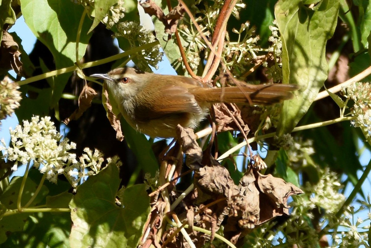 Rufescent Prinia - Sandeep Biswas