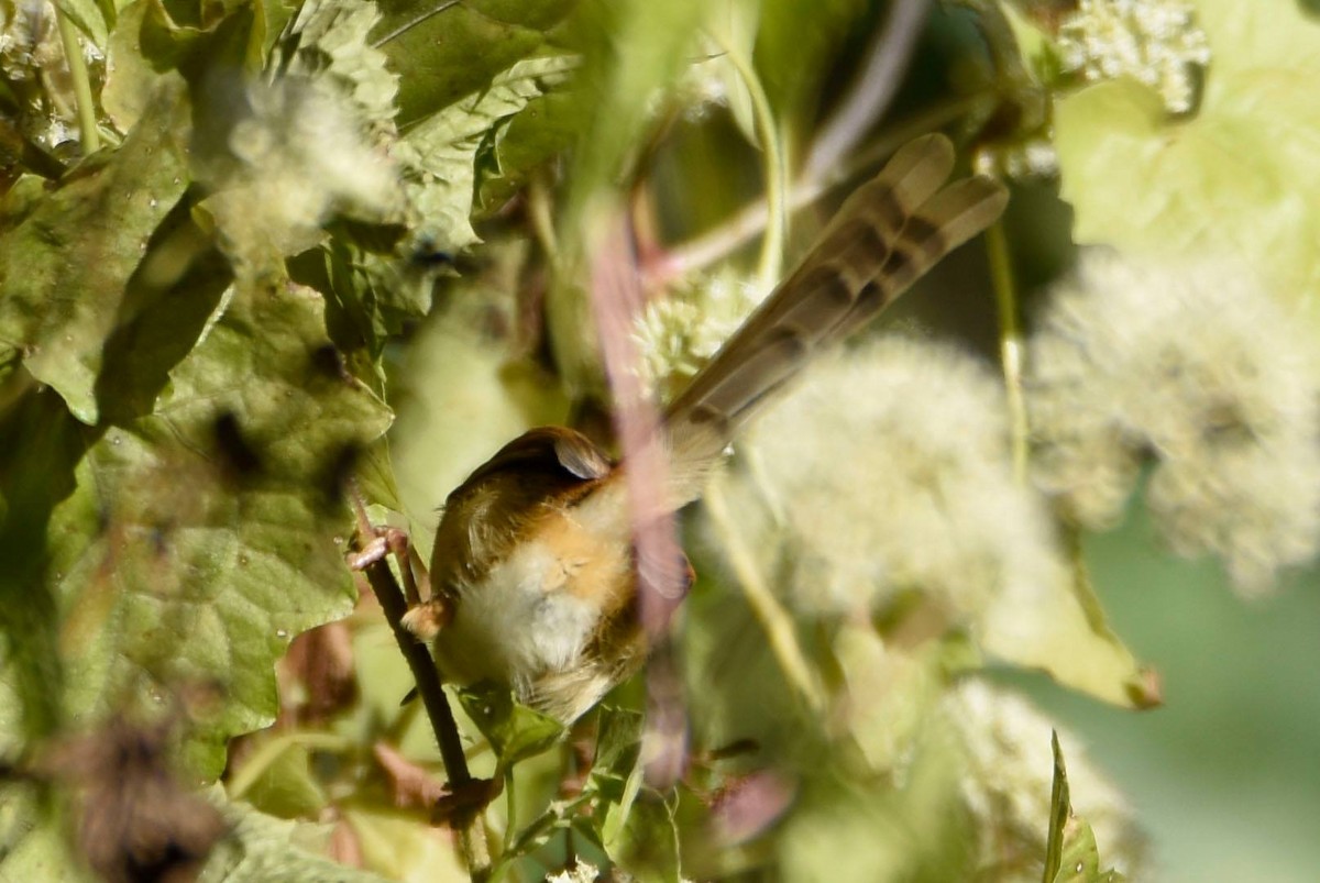 Rufescent Prinia - ML622949099