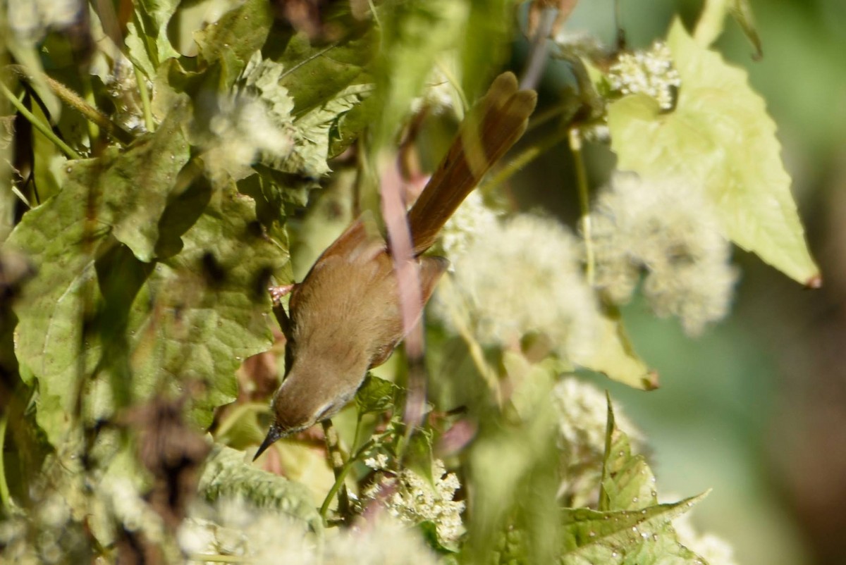 Rufescent Prinia - ML622949100