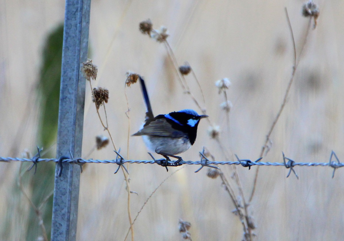 Superb Fairywren - ML62294911