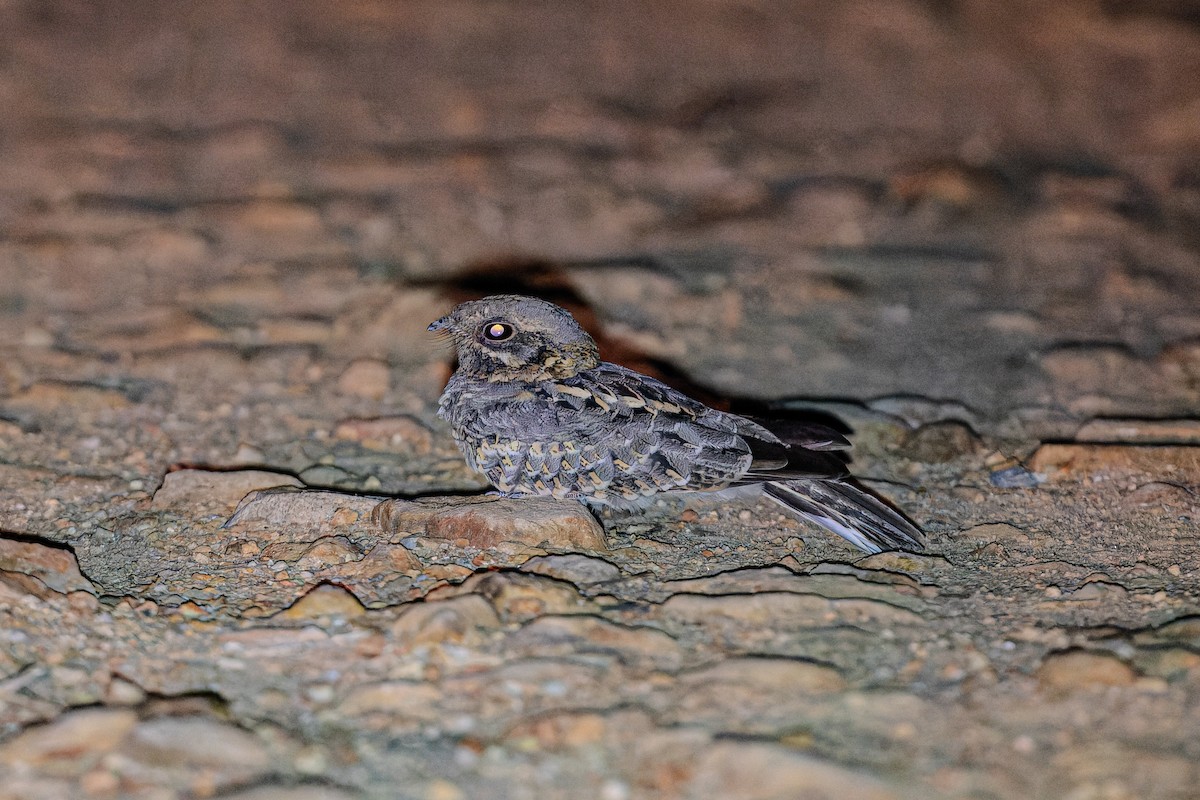 Indian Nightjar - ML622949122