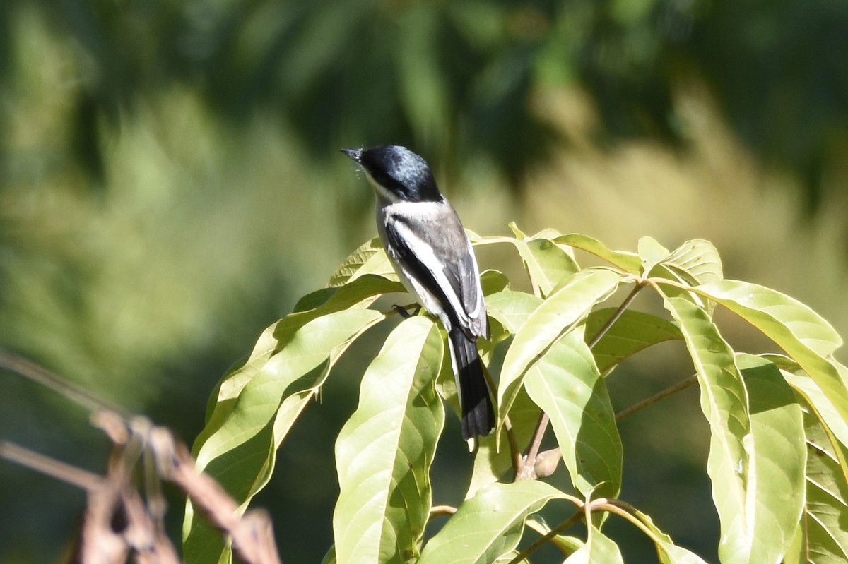 Bar-winged Flycatcher-shrike - ML622949163