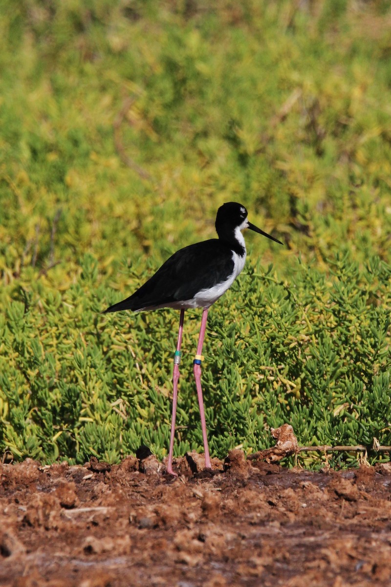 Cigüeñuela Cuellinegra (Hawaiana) - ML622949173