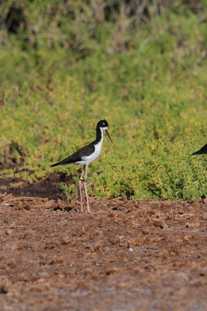 Cigüeñuela Cuellinegra (Hawaiana) - ML622949174