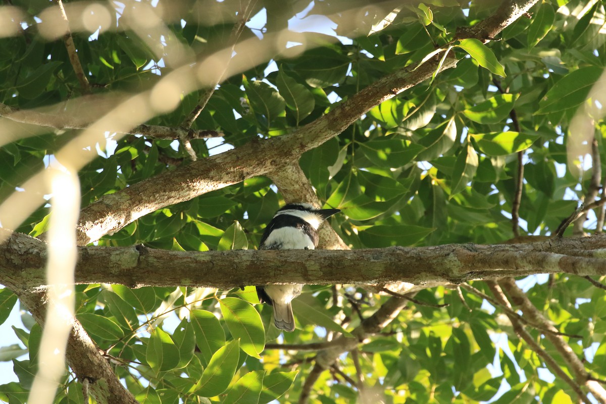 White-necked Puffbird - ML622949204