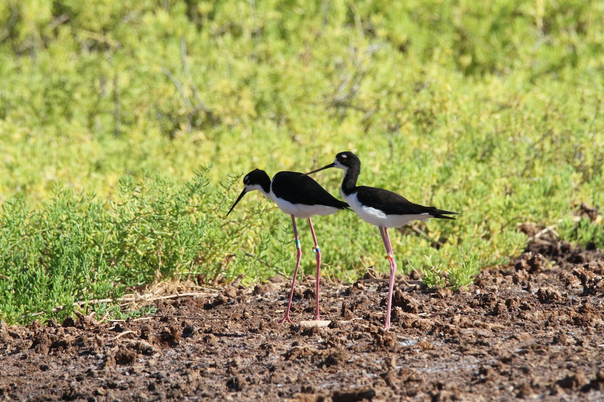 Black-necked Stilt (Hawaiian) - ML622949207