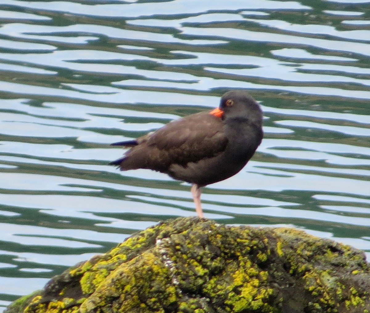 Black Oystercatcher - ML622949241