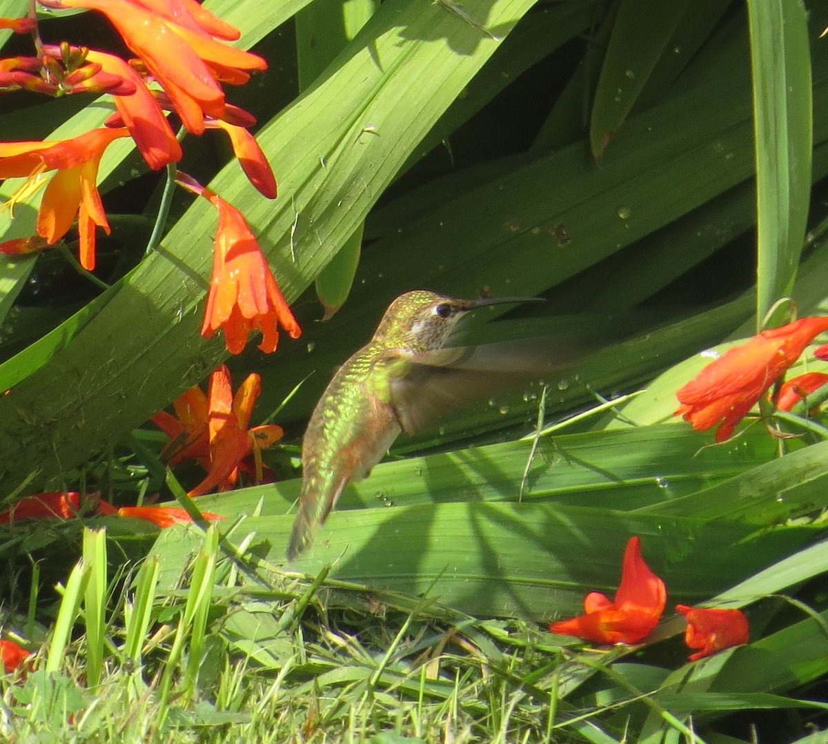 Rufous Hummingbird - ML622949256