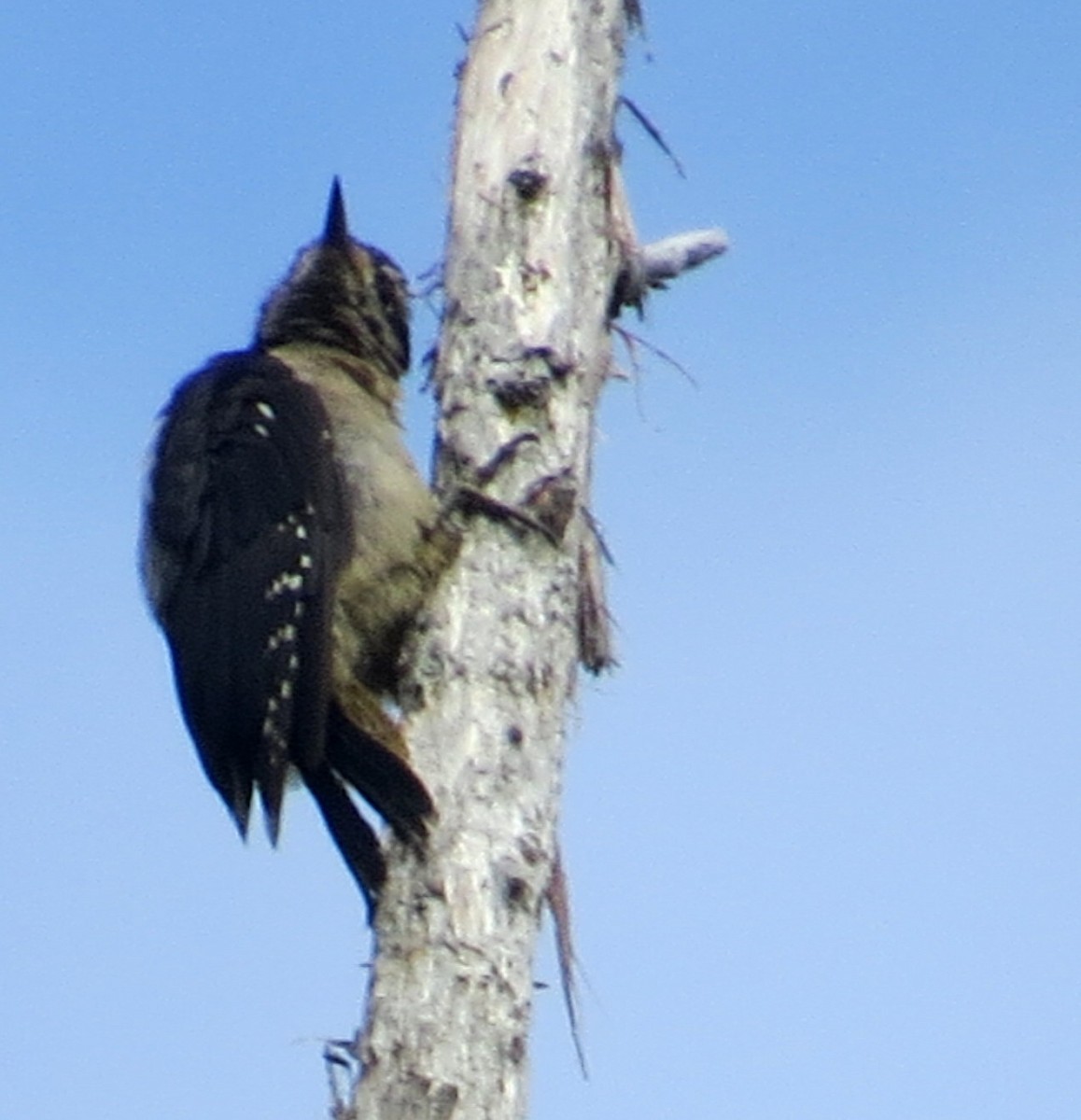 Hairy Woodpecker - ML622949272