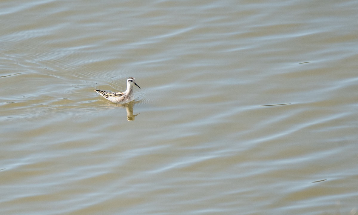 Red-necked Phalarope - ML622949284