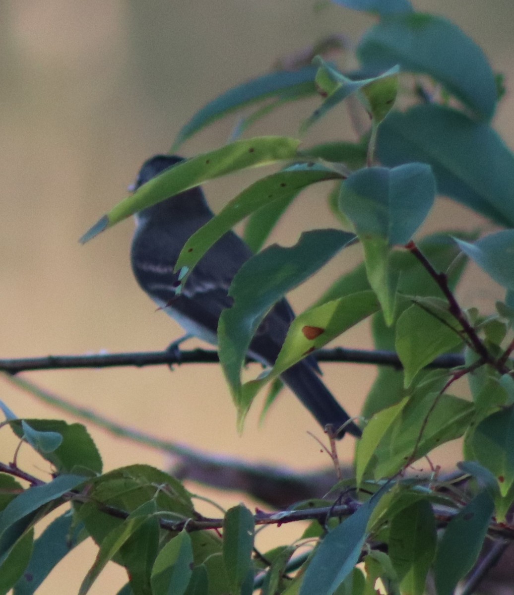 Eastern Wood-Pewee - ML622949297