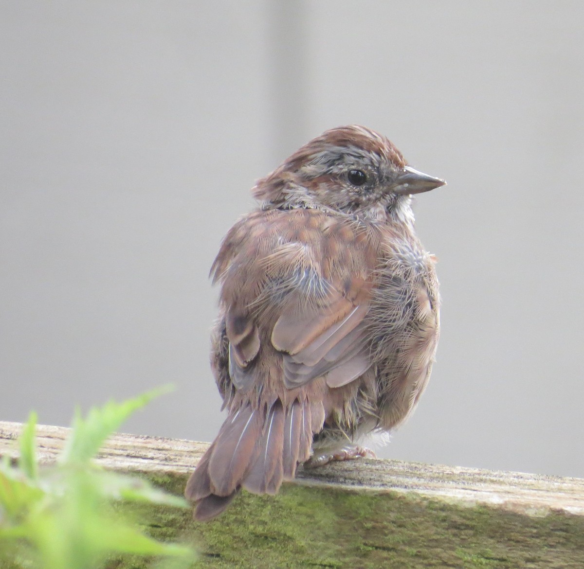 Song Sparrow - ML622949300