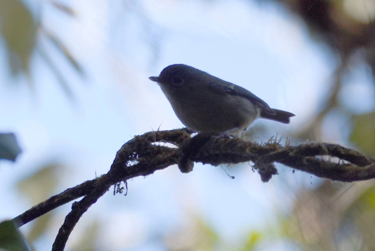 Green Shrike-Babbler - ML622949315