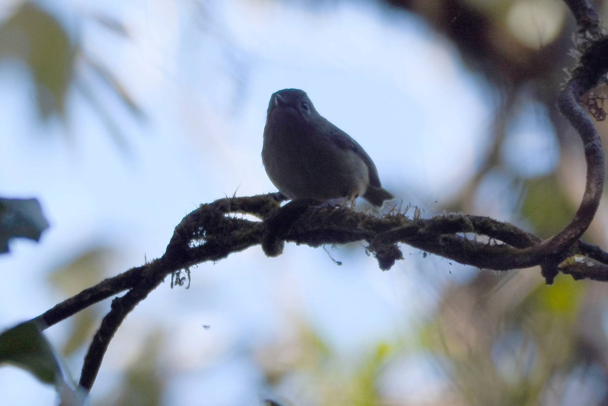 Green Shrike-Babbler - ML622949316