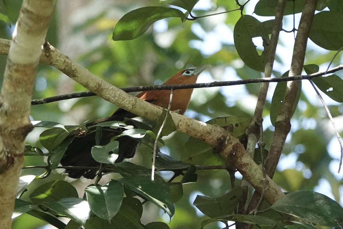 Raffles's Malkoha - ML622949330