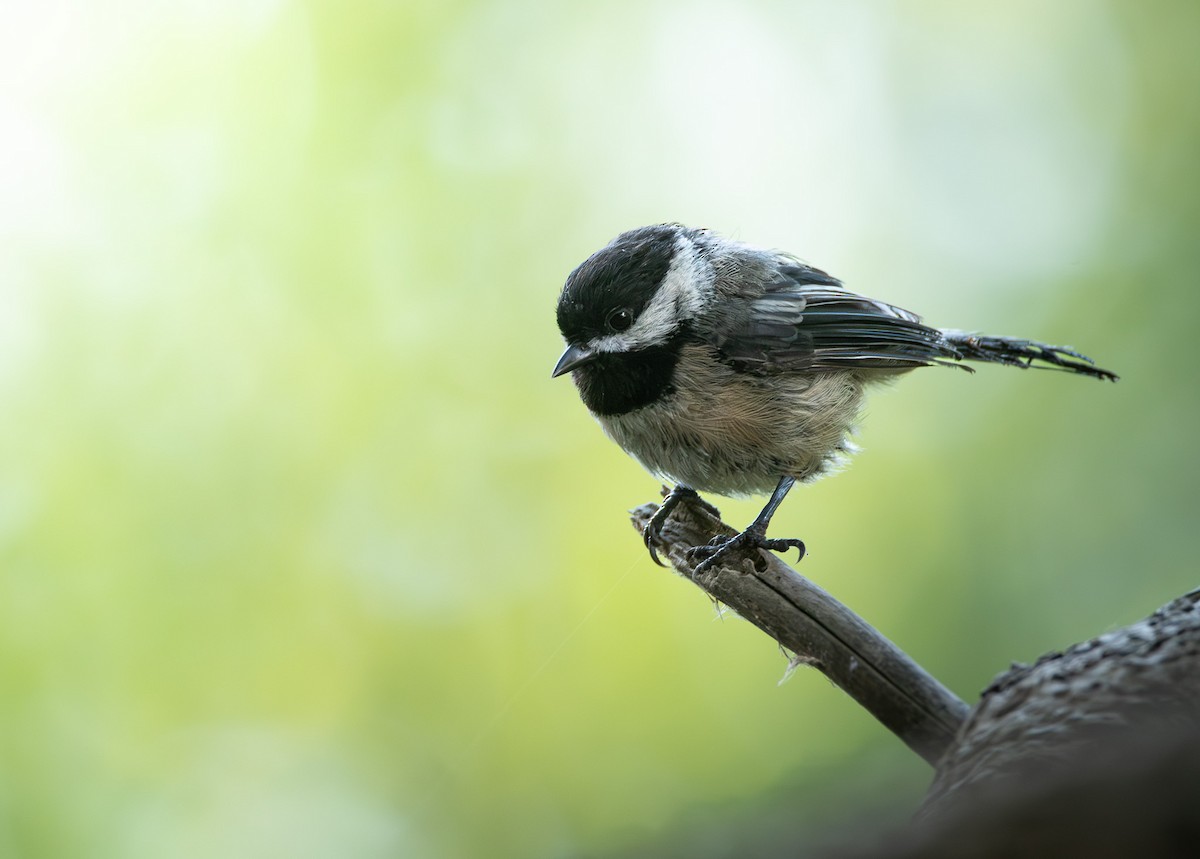 Black-capped Chickadee - ML622949373