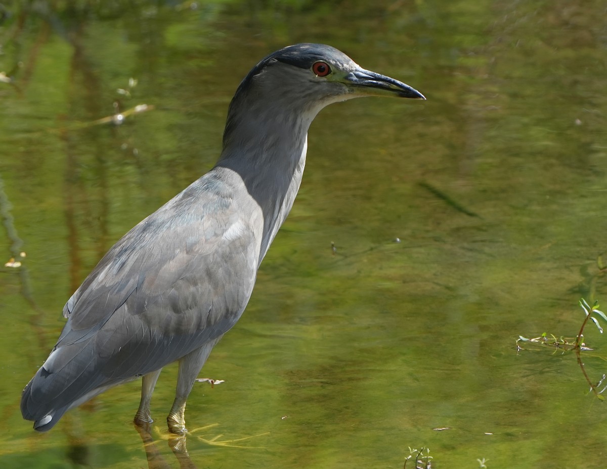 Black-crowned Night Heron - ML622949381