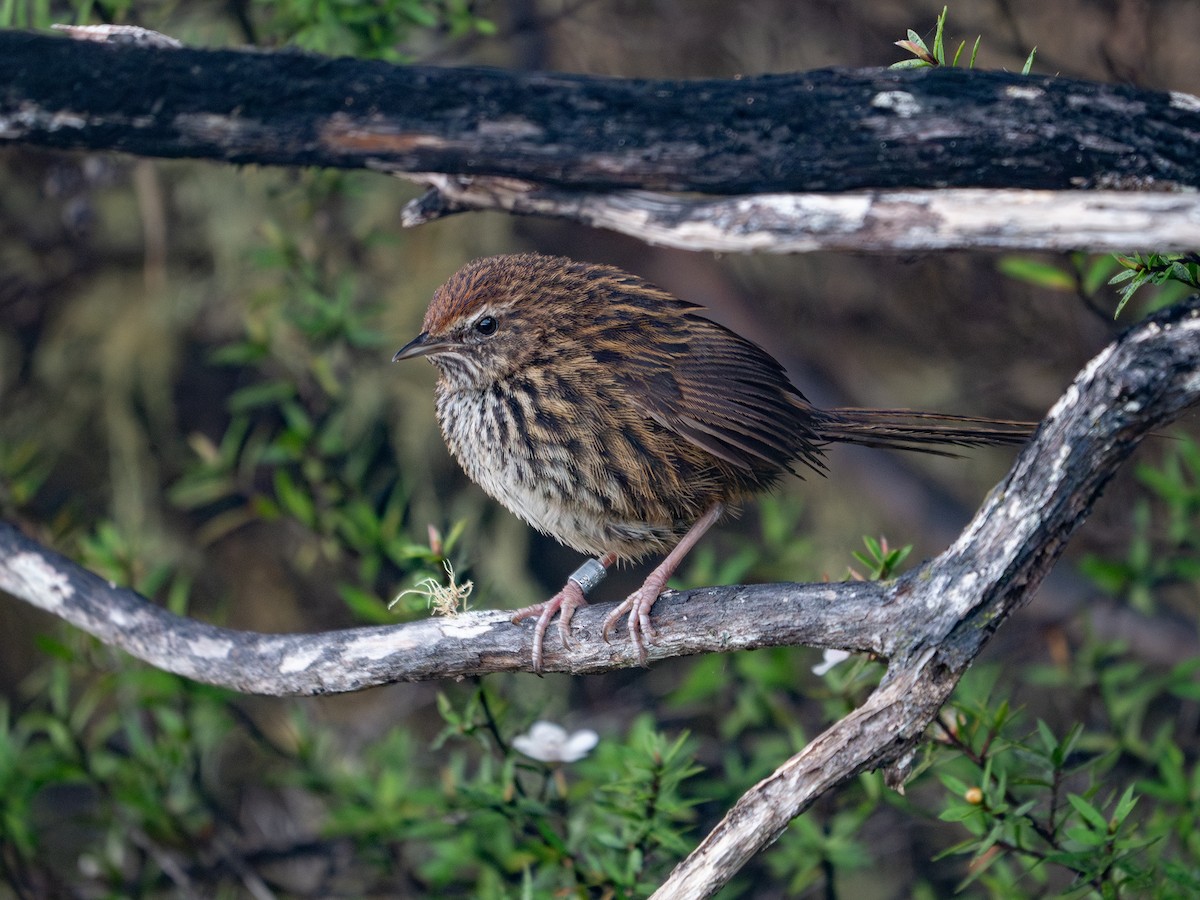 New Zealand Fernbird - ML622949452