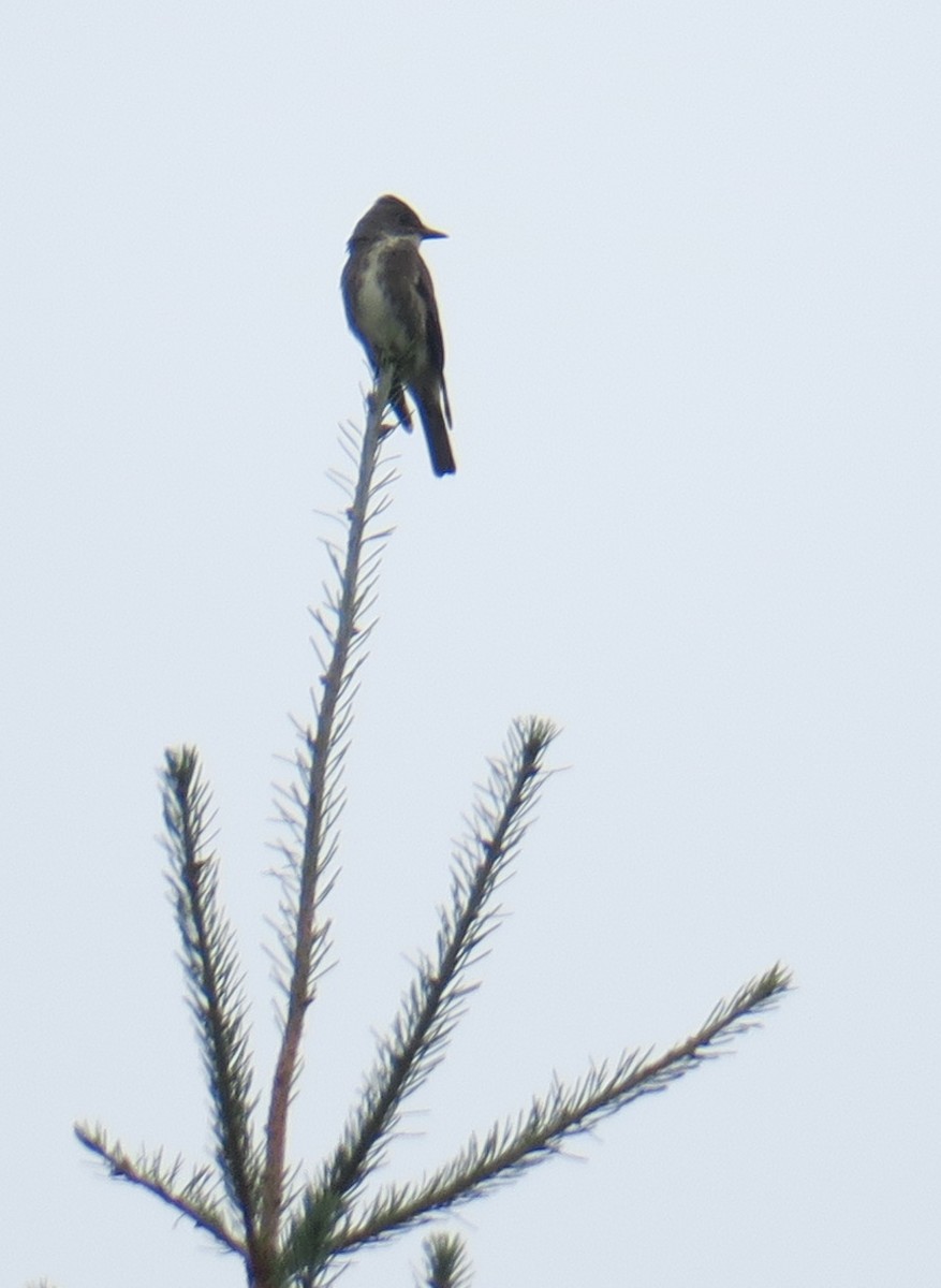 Olive-sided Flycatcher - ML622949482