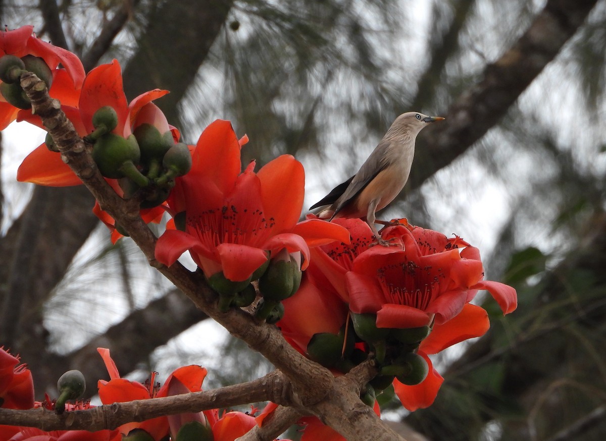 Chestnut-tailed Starling - ML622949528