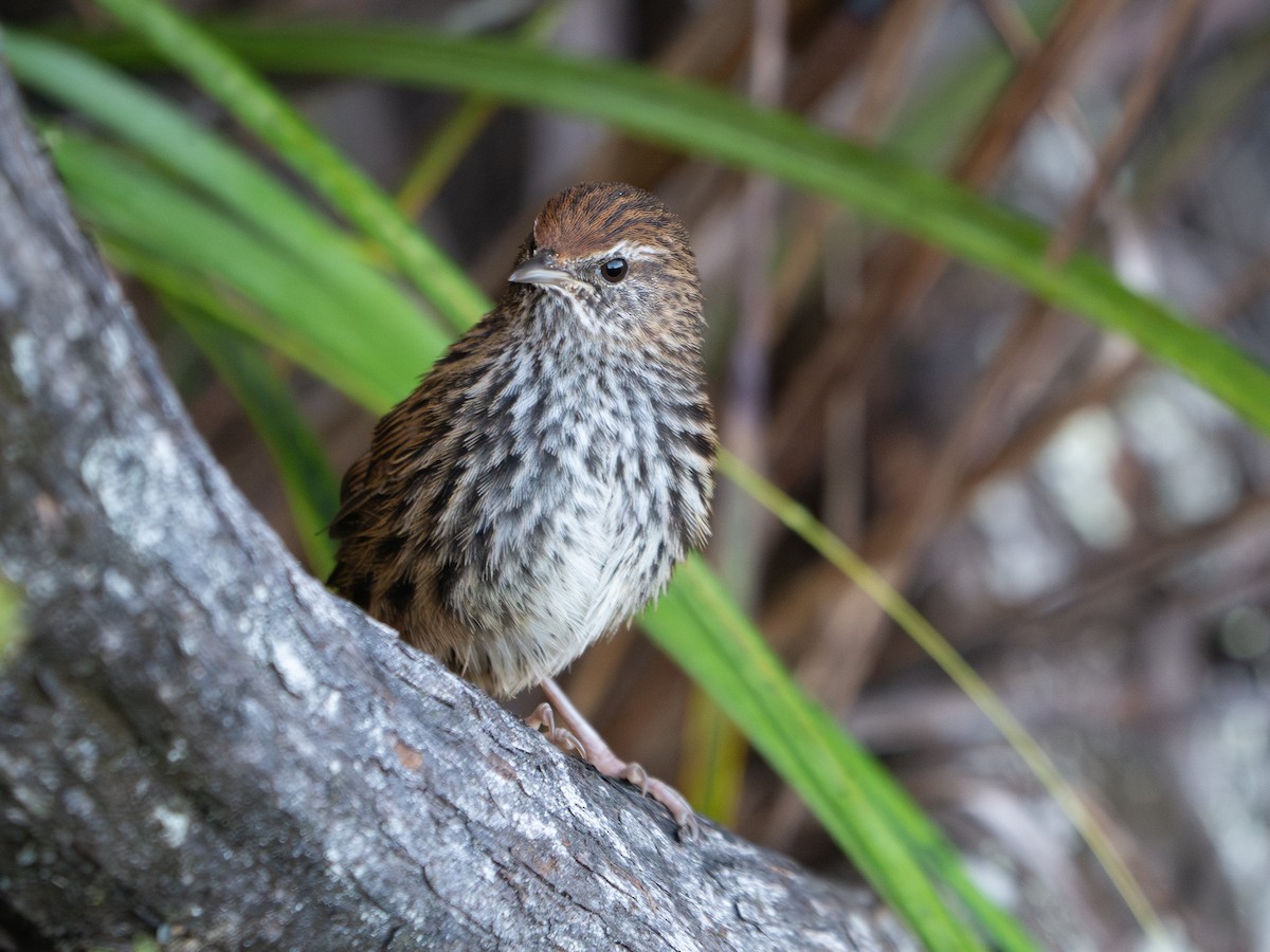 New Zealand Fernbird - ML622949548