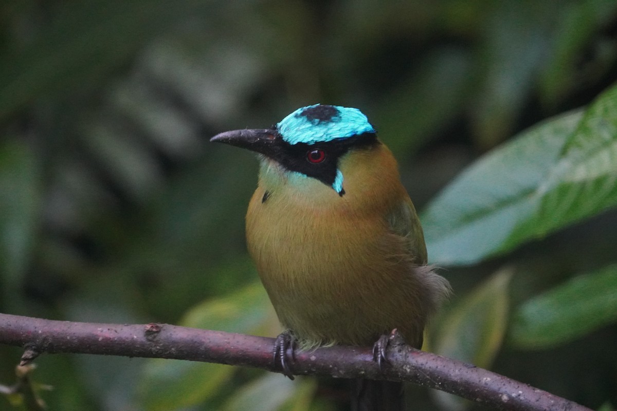 Andean Motmot - ML622949551