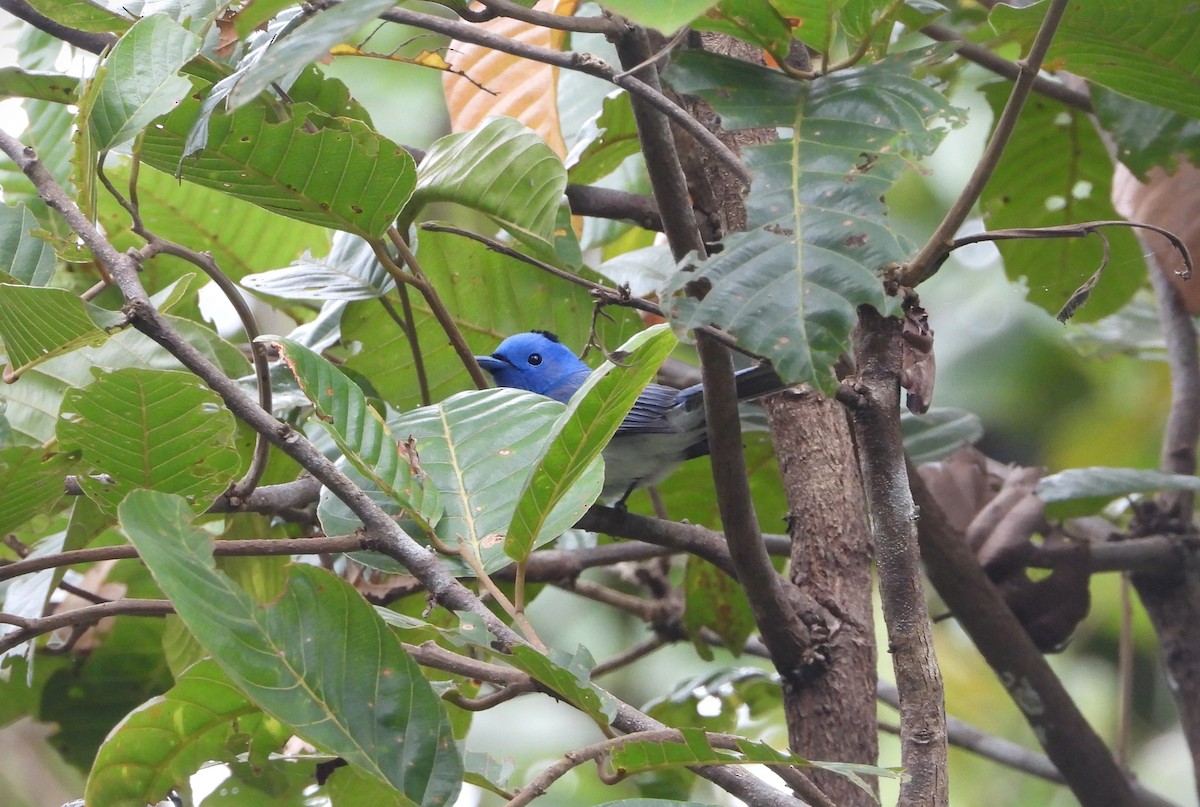 Black-naped Monarch - ML622949561